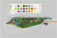 藏品(五色鳥)的圖片